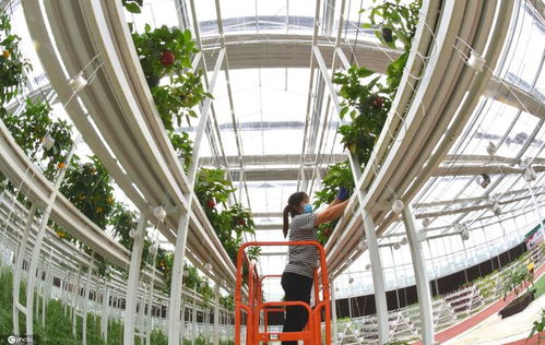 江蘇連云港 智能蔬菜工廠 管護忙