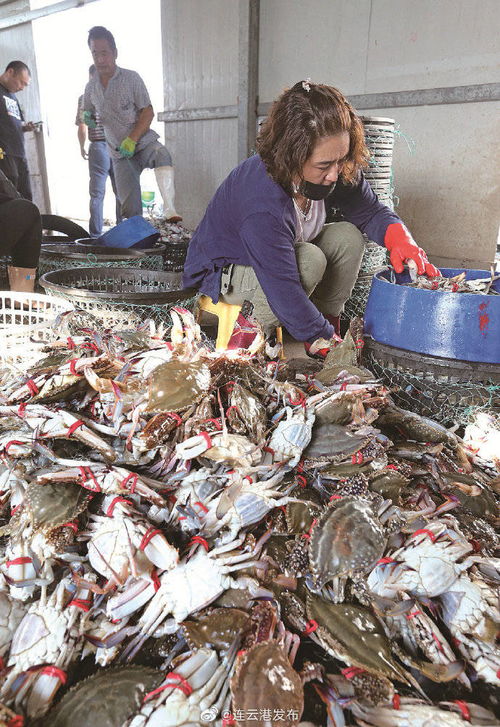 連云港海產品上市
