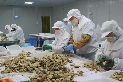 東海縣石湖鄉(xiāng) 小香菇撐起富民大產(chǎn)業(yè)